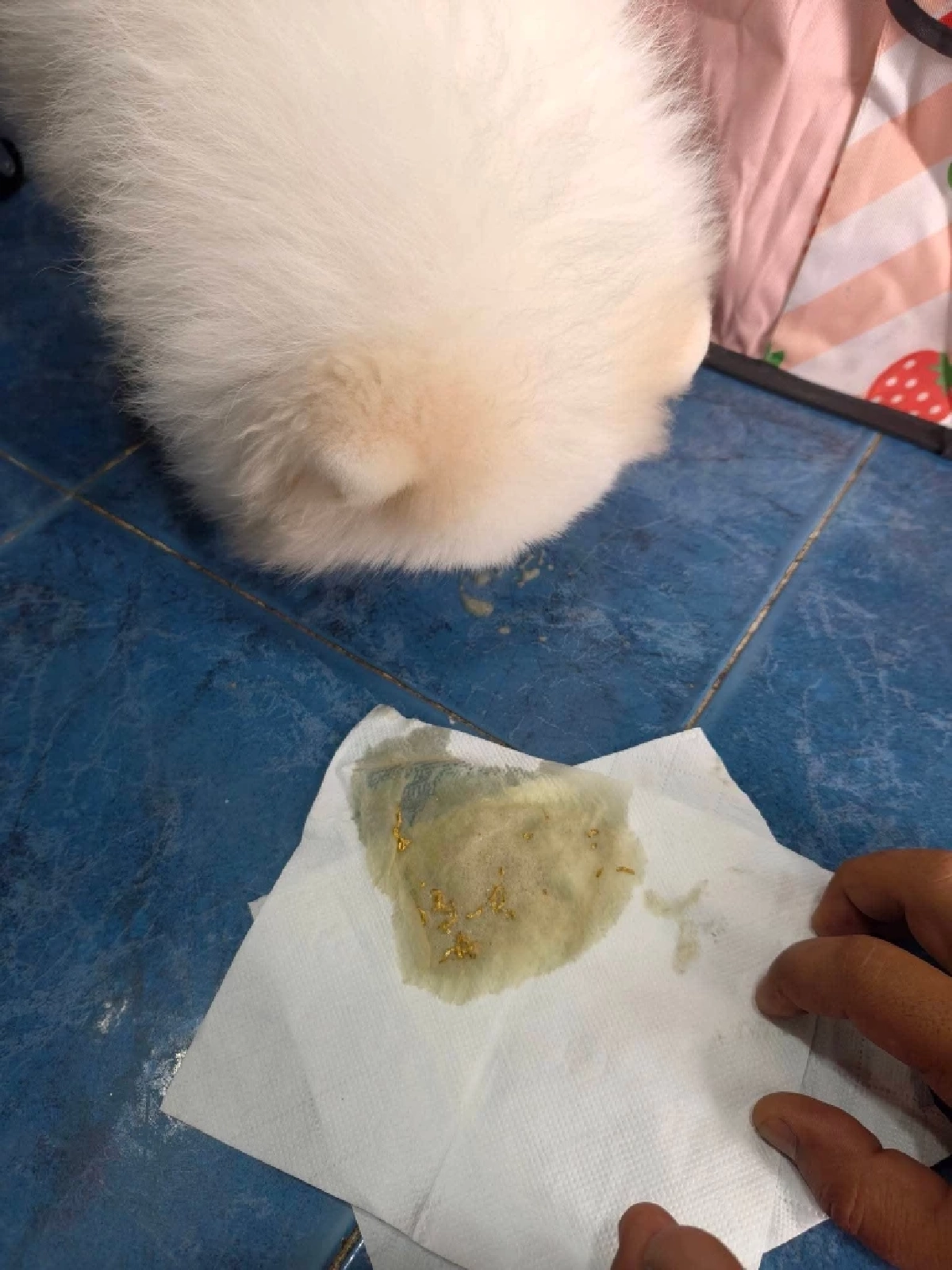 "เอ็มร้อยลี้" ช็อก! เห็นคาตา เจ้าปอมลูกนัก กลืนสร้อยทองลงท้อง หามส่งรพ.ผ่าท้องด่วนๆ