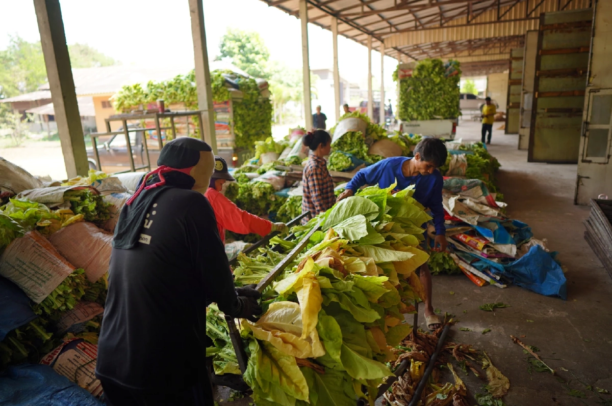 ชาวไร่ยาสูบภาคเหนือ! ปรับตัวรับกติกาโลก ‘WHO’ วอนรัฐหยุดนโยบายรีดภาษี