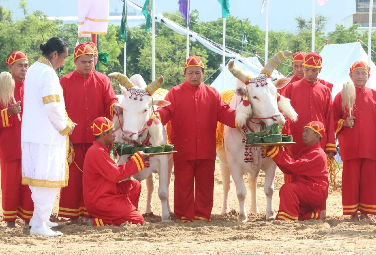 ส่องเลขเด็ด 'พระโคเสี่ยงทาย' 69 กิน 'ถั่ว-น้ำ-หญ้า-เหล้า' พิธีแรกนาขวัญ