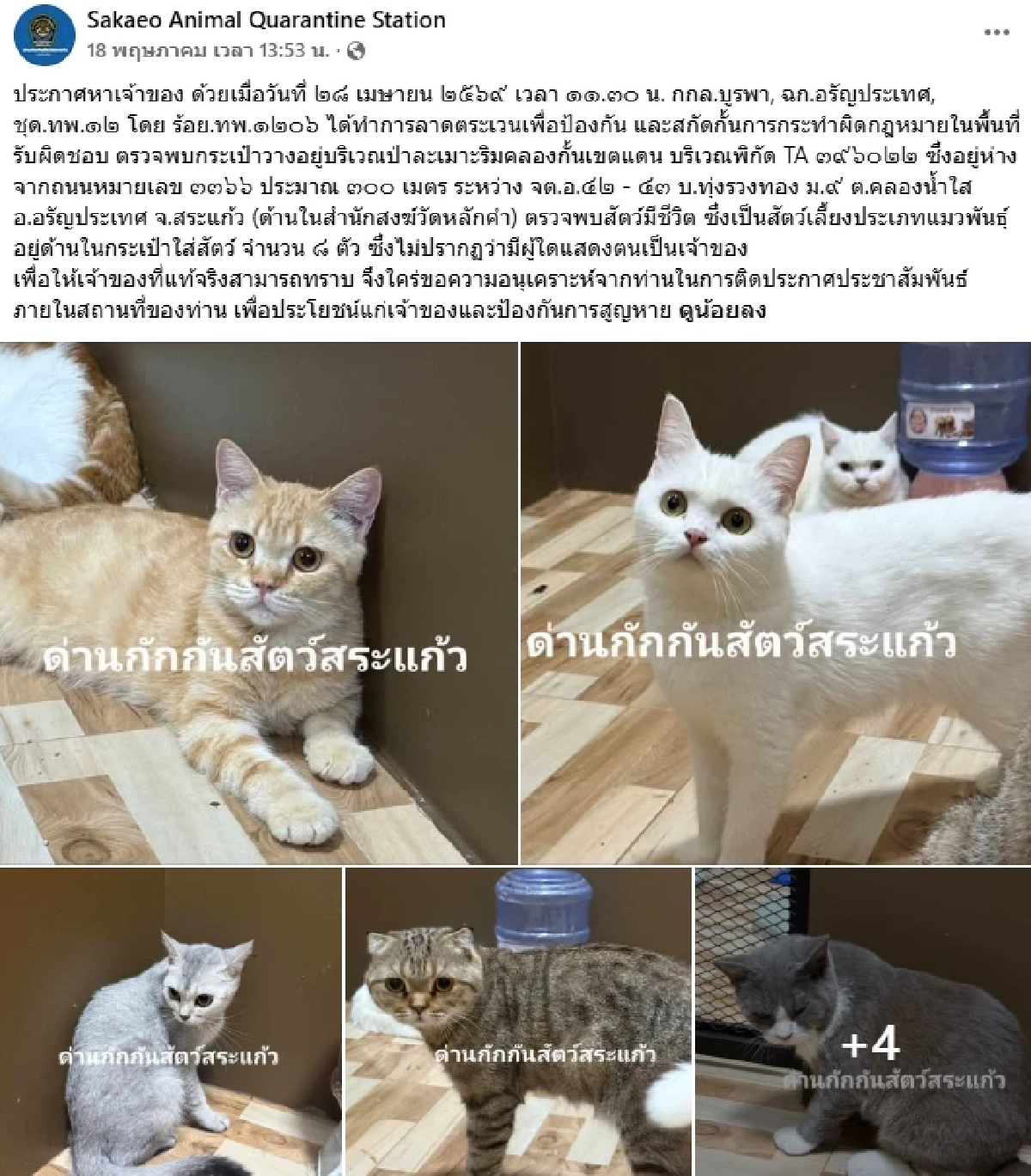 เปิดที่มา แมวของกลาง 11 ตัว เป็นของใคร? ก่อนถูกนำมาประมูลขายทอดตลาด