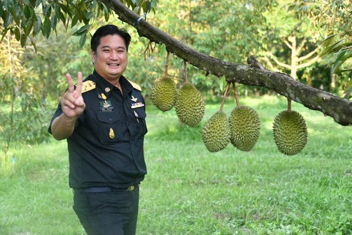 สอบเข้ม! "ทุเรียนลม" หลุดไปตลาดจีน สั่งฟันเด็ดขาด หากพบล้งสวมสิทธิ์