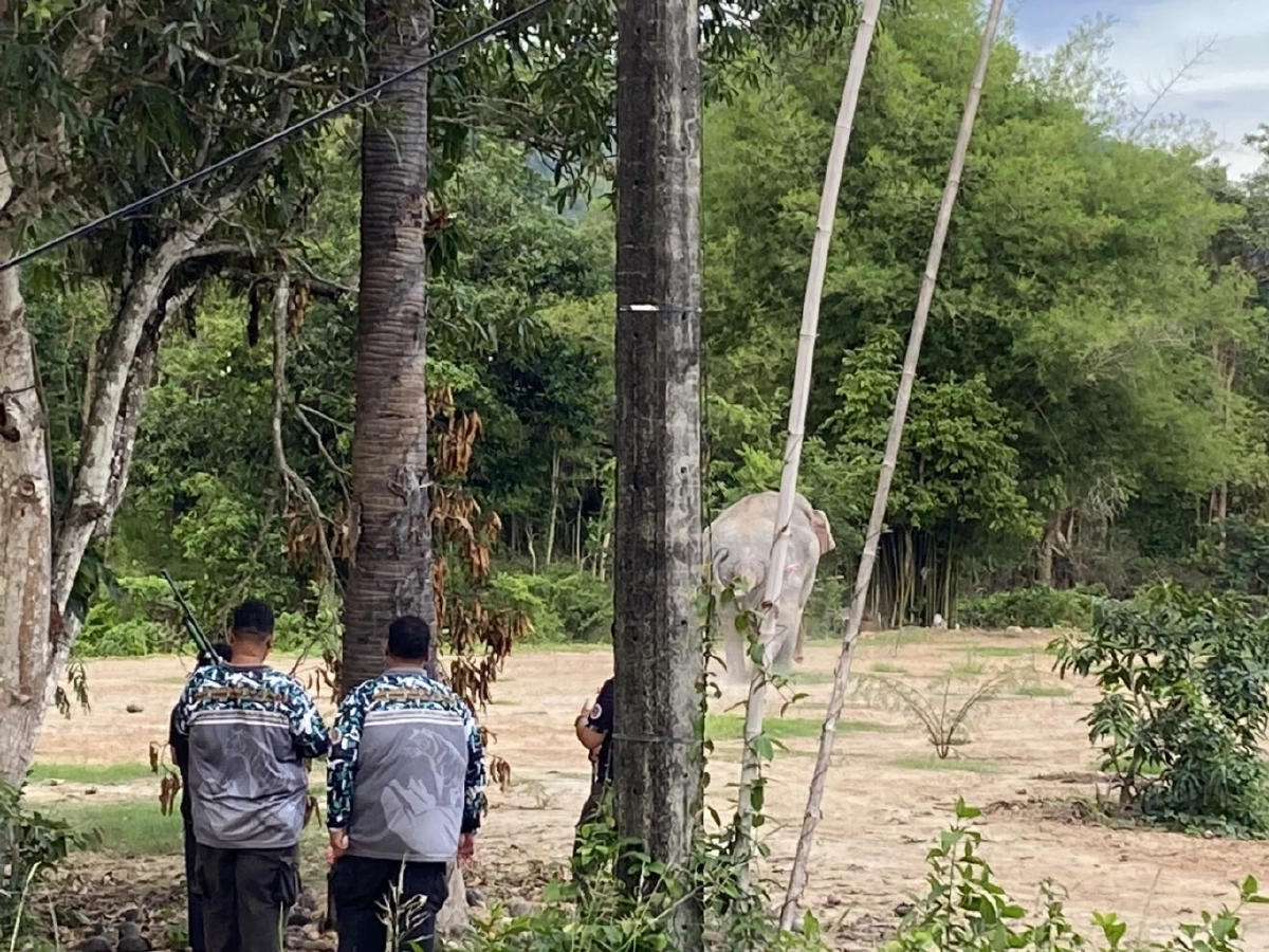 สบอ.1 (ปราจีนบุรี) สนธิกำลังรักษา "พลายสาริกา" บาดเจ็บที่เท้า