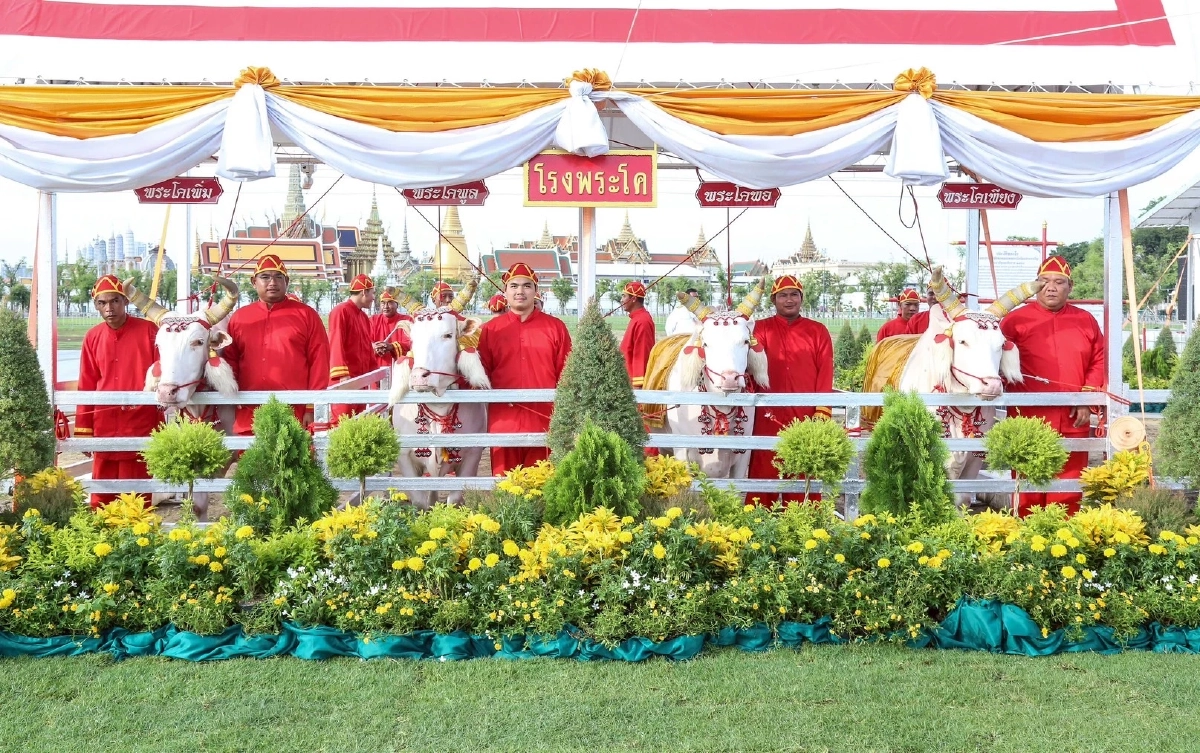 ทำความรู้จักพระโค "พอ-เพียง" เตรียมเสี่ยงทาย ในวันพืชมงคล 2569