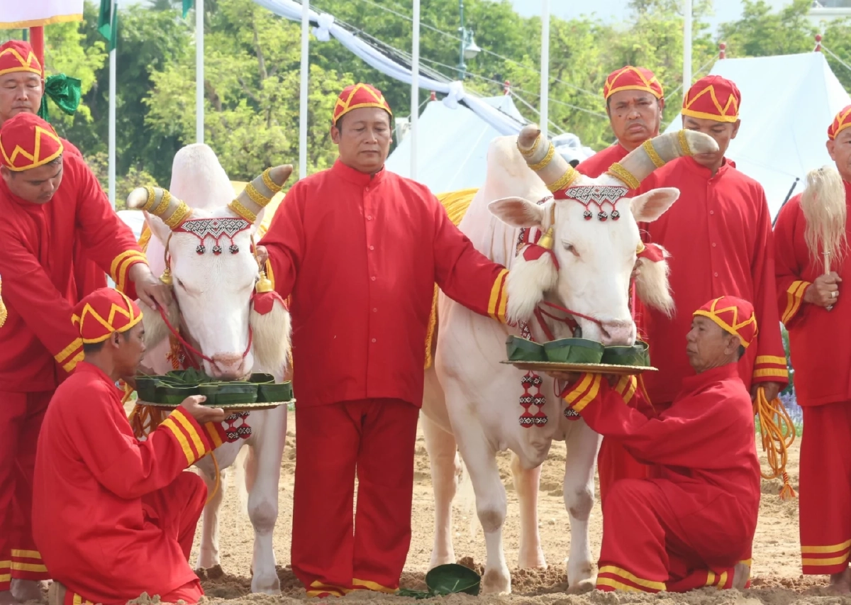 ส่องเลขเด็ด 'พระโคเสี่ยงทาย' 69 กิน 'ถั่ว-น้ำ-หญ้า-เหล้า' พิธีแรกนาขวัญ
