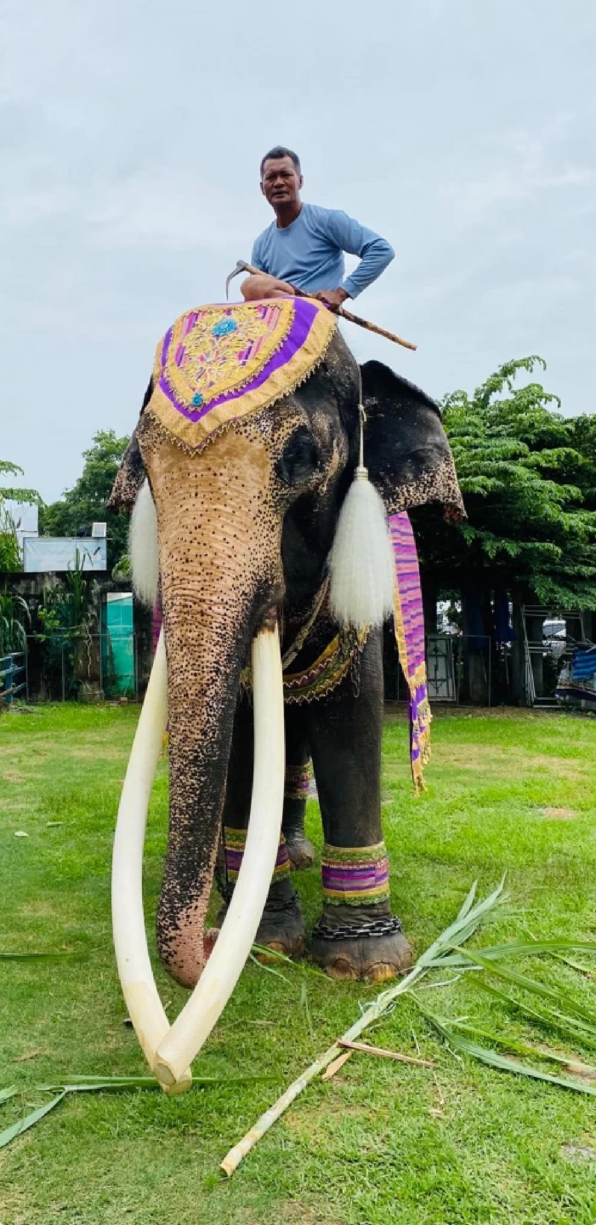 ย้อนตำนาน "พลายทองใบ" ช้างงาสวย และยาวที่สุดในประเทศไทย
