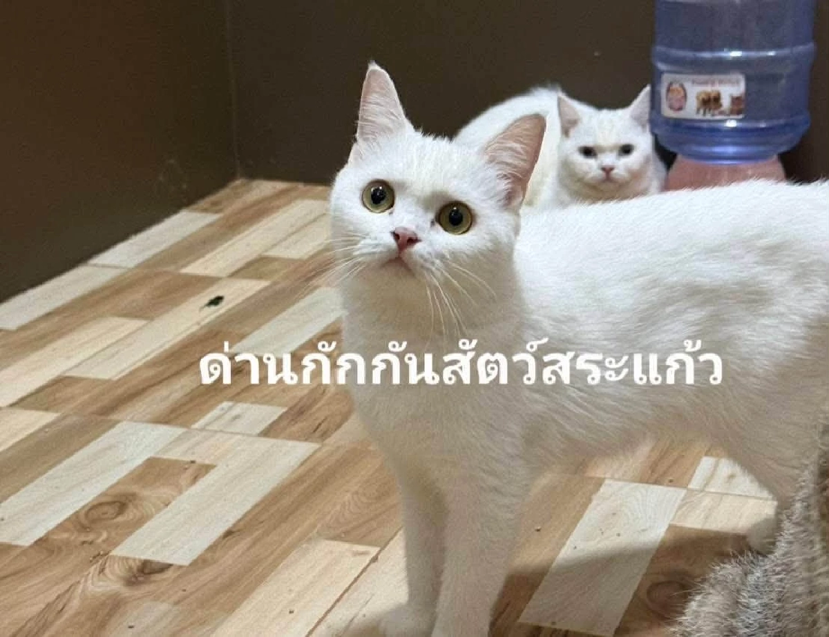 ด่านกักกันสัตว์สระแก้ว ประกาศขายทอดตลาด แมวพันธุ์สก็อตติช 11 ตัว
