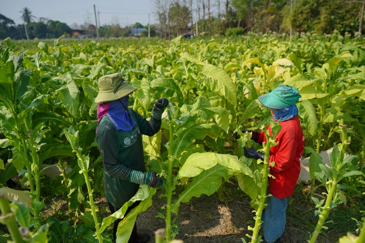 ชาวไร่ยาสูบภาคเหนือ! ปรับตัวรับกติกาโลก ‘WHO’ วอนรัฐหยุดนโยบายรีดภาษี
