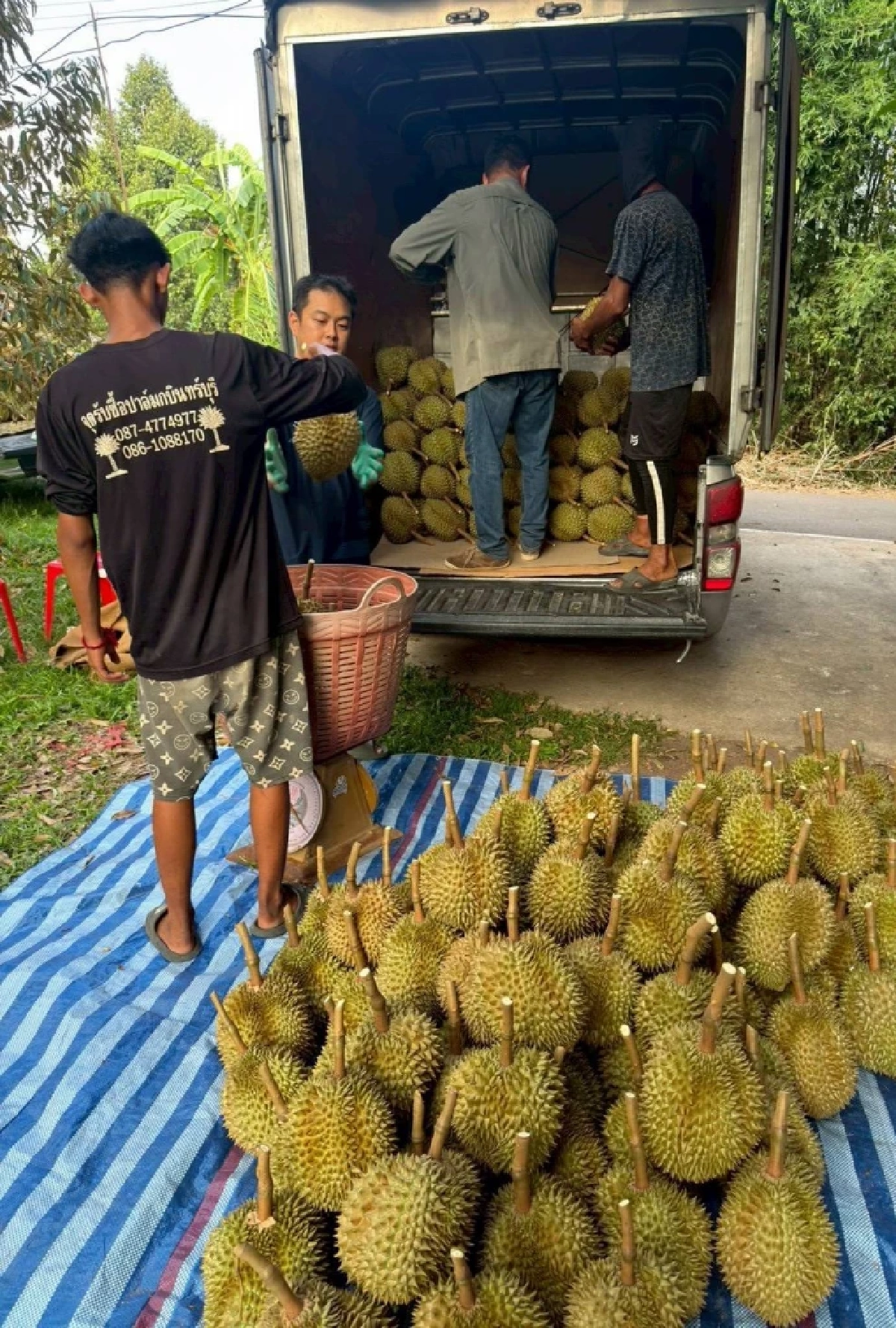 ชาวสวนทุเรียน ปราจีนฯ ยื่นหลักฐานโต้ "อินฟลูฯ ดัง" ปมดราม่าไม่ตรงปก