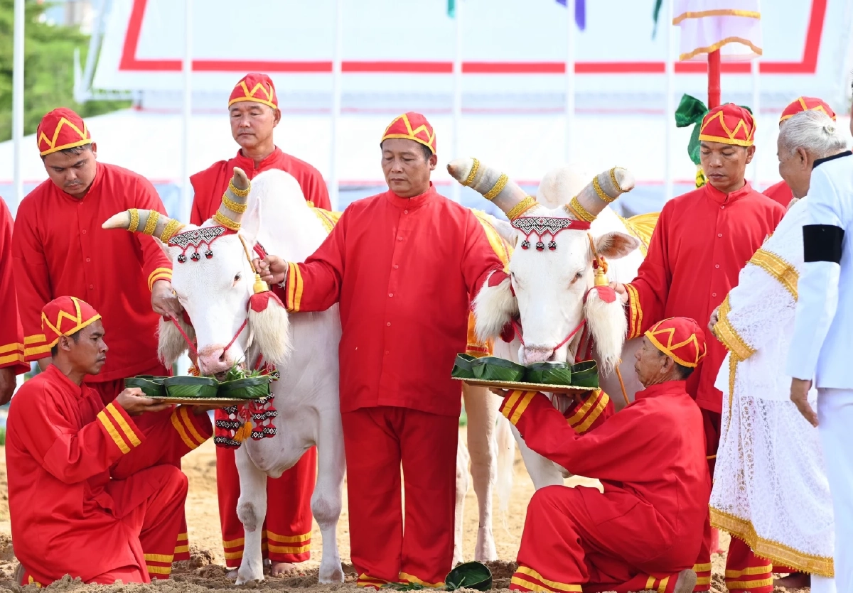ส่องเลขเด็ด 'พระโคเสี่ยงทาย' 69 กิน 'ถั่ว-น้ำ-หญ้า-เหล้า' พิธีแรกนาขวัญ