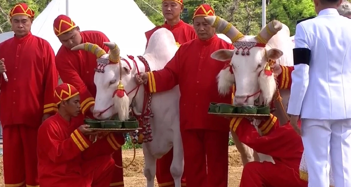 เปิดคำพยากรณ์ "วันพืชมงคล 2569"  ผลเสี่ยงทายพระโค-ผ้านุ่งพระยาแรกนา