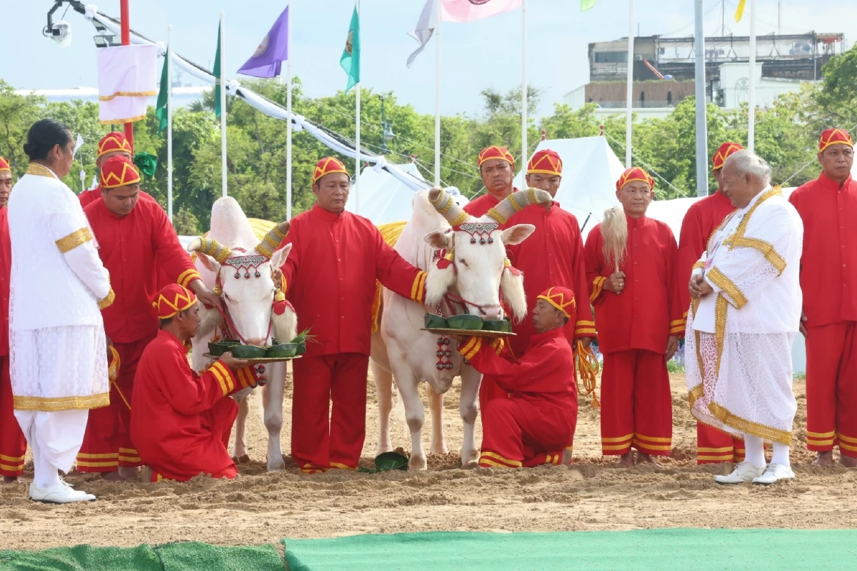 ส่องเลขเด็ด 'พระโคเสี่ยงทาย' 69 กิน 'ถั่ว-น้ำ-หญ้า-เหล้า' พิธีแรกนาขวัญ