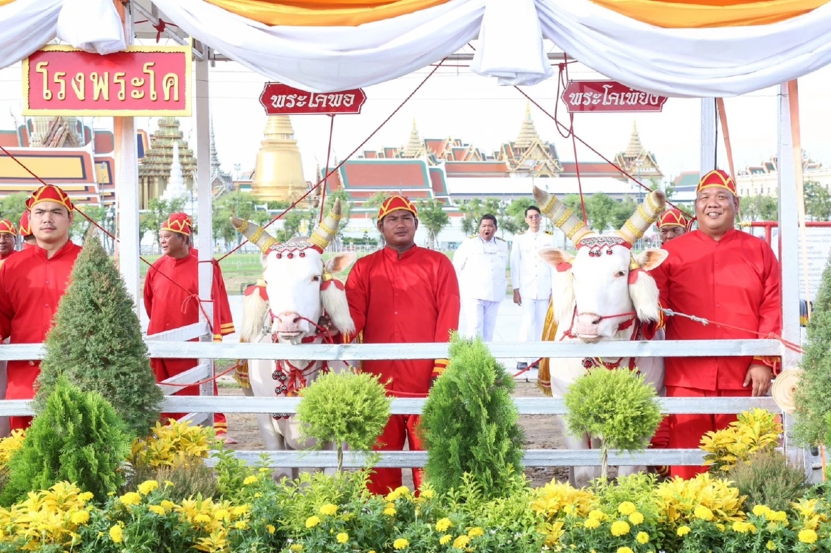 ทำความรู้จักพระโค "พอ-เพียง" เตรียมเสี่ยงทาย ในวันพืชมงคล 2569