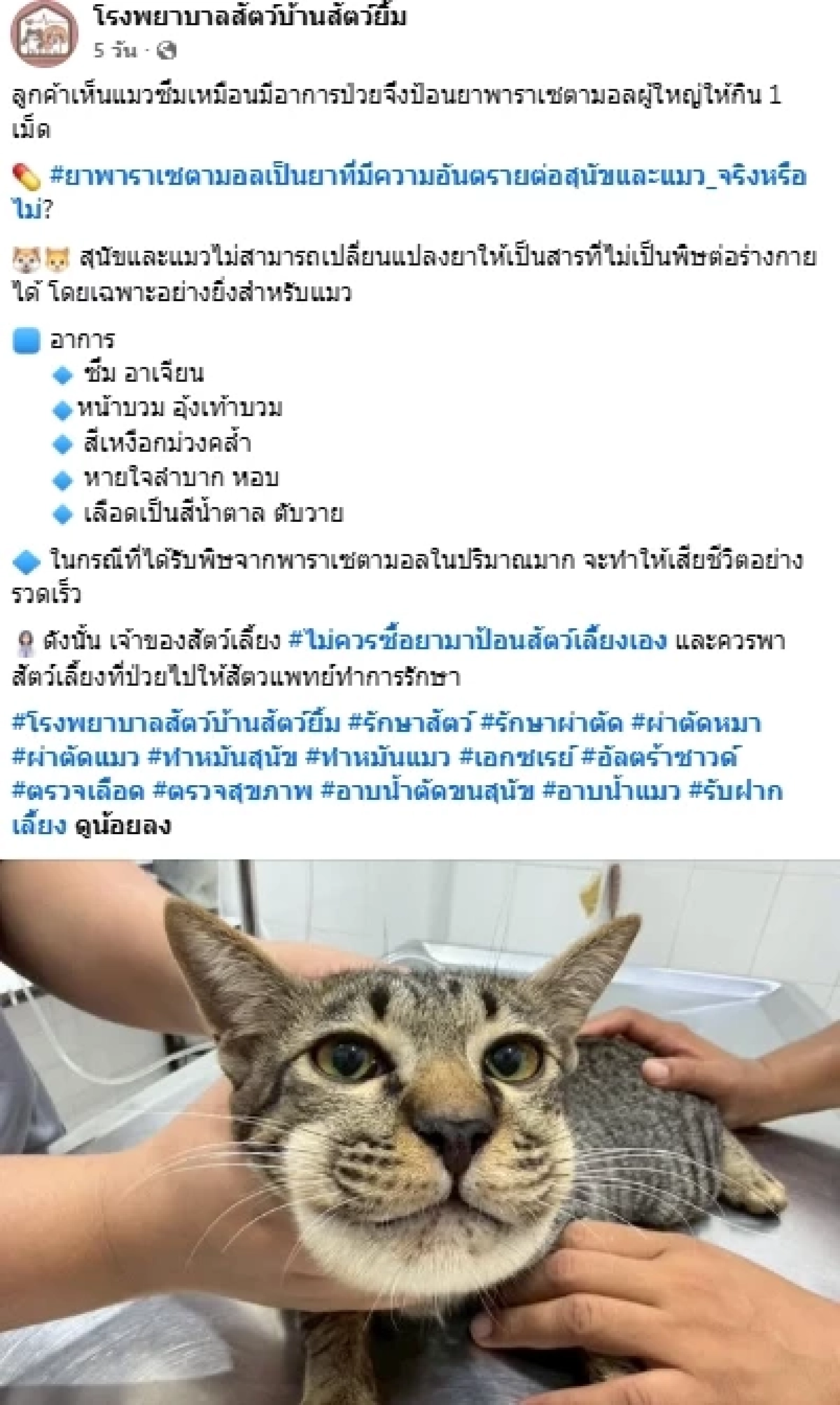 อุทาหรณ์คนรักแมว! ป้อน “พาราฯ ผู้ใหญ่” หวังให้หายป่วย แต่ทำน้องเกือบขิต
