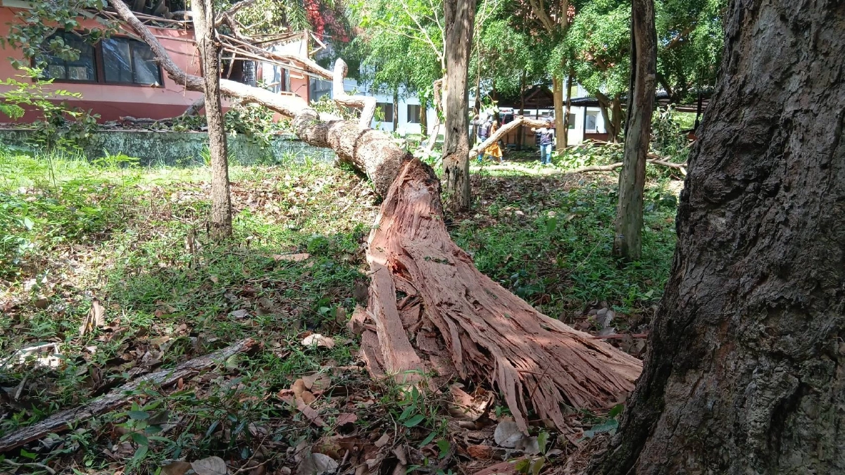 ชาวบ้านผวาอาเพศ! กิ่งสะแบงยักษ์ถล่มทับโบสถ์เขมรเก่า Site-B ลือหึ่งลางร้าย