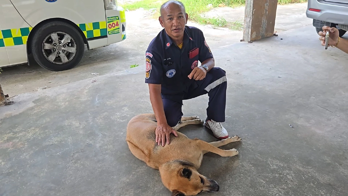 บุกเจอตัว "เจ้ายักษ์" หมาแย่งซีนกู้ภัยฯ ช่วยคนเจ็บ กลางแยกศรีเทพา