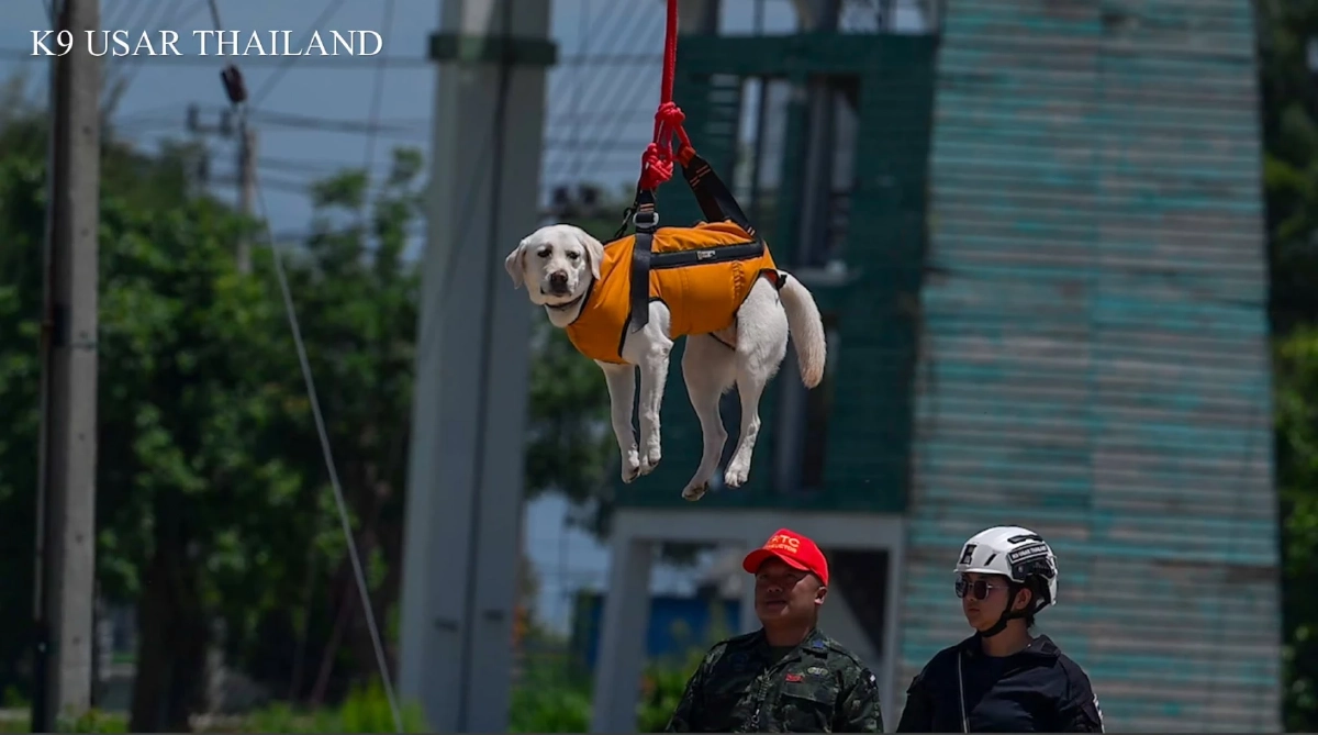 ‘K9’ สีนวล โชว์สกิลฝึกซ้อมร่วมโดรนกู้ภัย แต่ความน่ารักแย่งซีนเต็มเฟรม