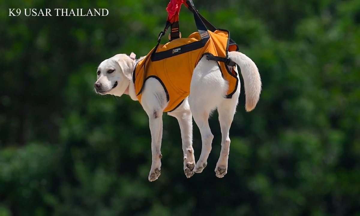 ‘K9’ สีนวล โชว์สกิลฝึกซ้อมร่วมโดรนกู้ภัย แต่ความน่ารักแย่งซีนเต็มเฟรม