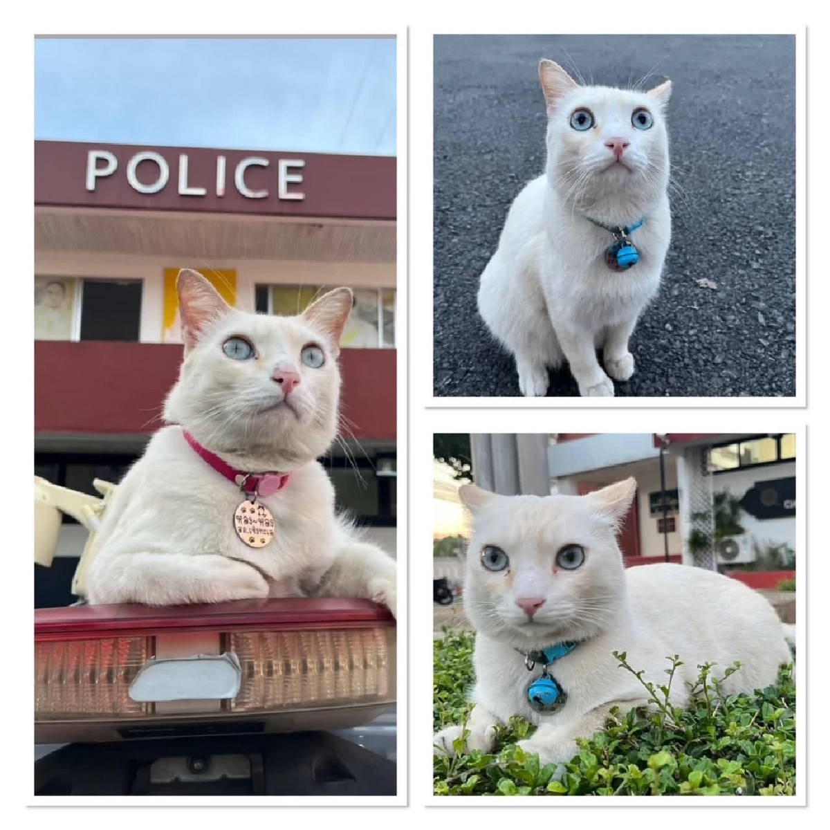ประกาศตามหา "น้องหลงหลง" แมวของ สภ.เชิงทะเล ใครเห็นโปรดแจ้ง
