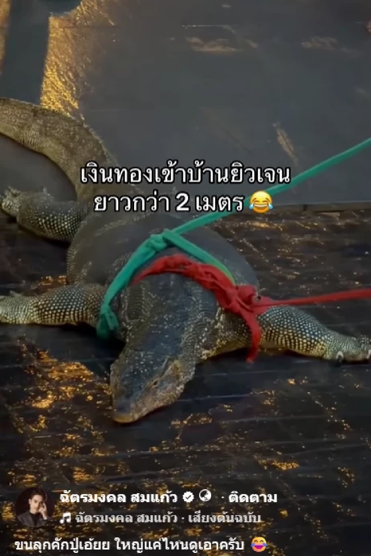 เลขเด็ด'ตัวเหี้ยยักษ์' 1 มิ.ย. 69 บุกบ้าน "เจนนี่-ยิว" คอหวยพลาดได้ไง? เลขนี้