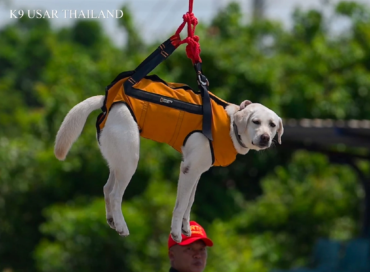 ‘K9’ สีนวล โชว์สกิลฝึกซ้อมร่วมโดรนกู้ภัย แต่ความน่ารักแย่งซีนเต็มเฟรม