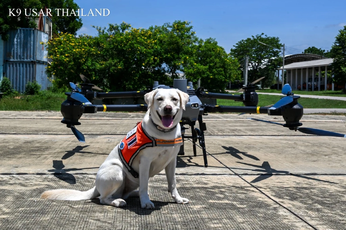 ‘K9’ สีนวล โชว์สกิลฝึกซ้อมร่วมโดรนกู้ภัย แต่ความน่ารักแย่งซีนเต็มเฟรม