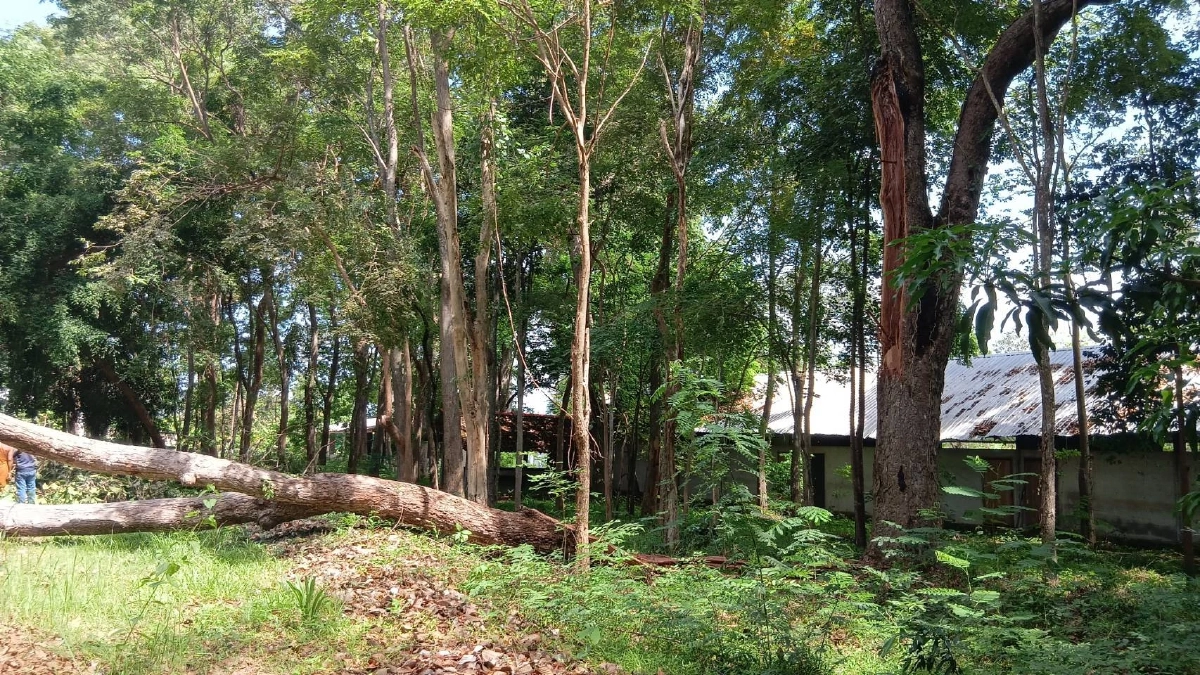 ชาวบ้านผวาอาเพศ! กิ่งสะแบงยักษ์ถล่มทับโบสถ์เขมรเก่า Site-B ลือหึ่งลางร้าย