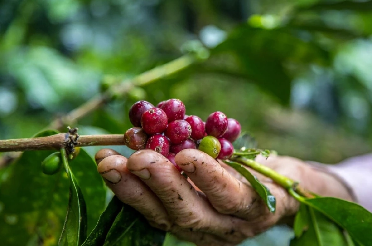 EU จ่อปรับ 3% ยักษ์ใหญ่คั่วกาแฟโลกสอบตก ไม่ผ่านเกณฑ์ค่าแรงคนปลูก