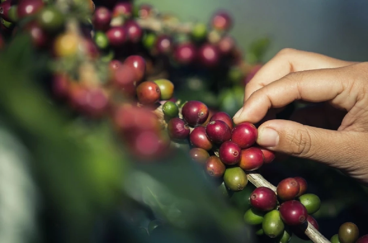 EU จ่อปรับ 3% ยักษ์ใหญ่คั่วกาแฟโลกสอบตก ไม่ผ่านเกณฑ์ค่าแรงคนปลูก