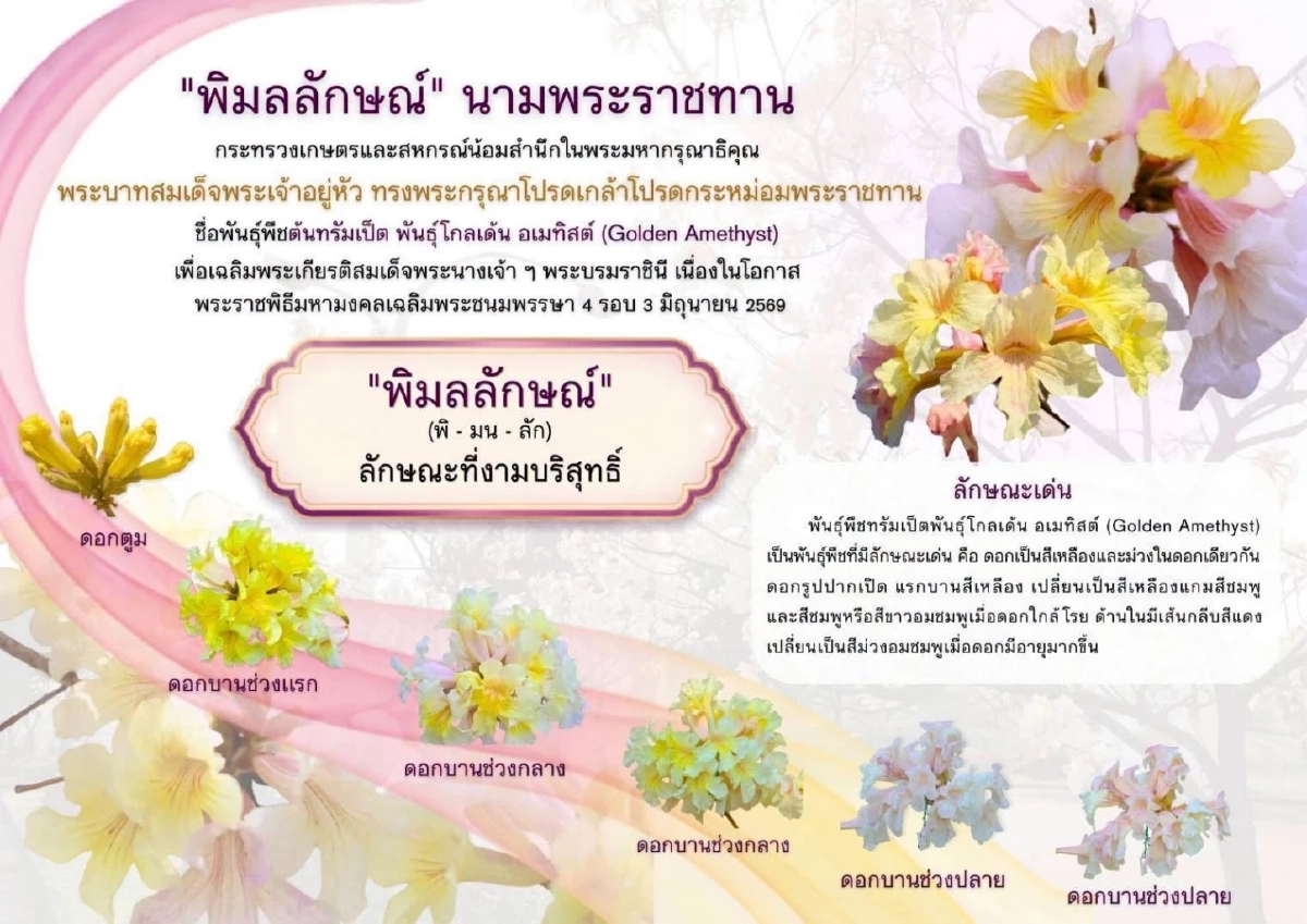 'ในหลวง' พระราชทานนามพรรณไม้ 'พิมลลักษณ์' เฉลิมพระเกียรติ 'พระบรมราชินี'