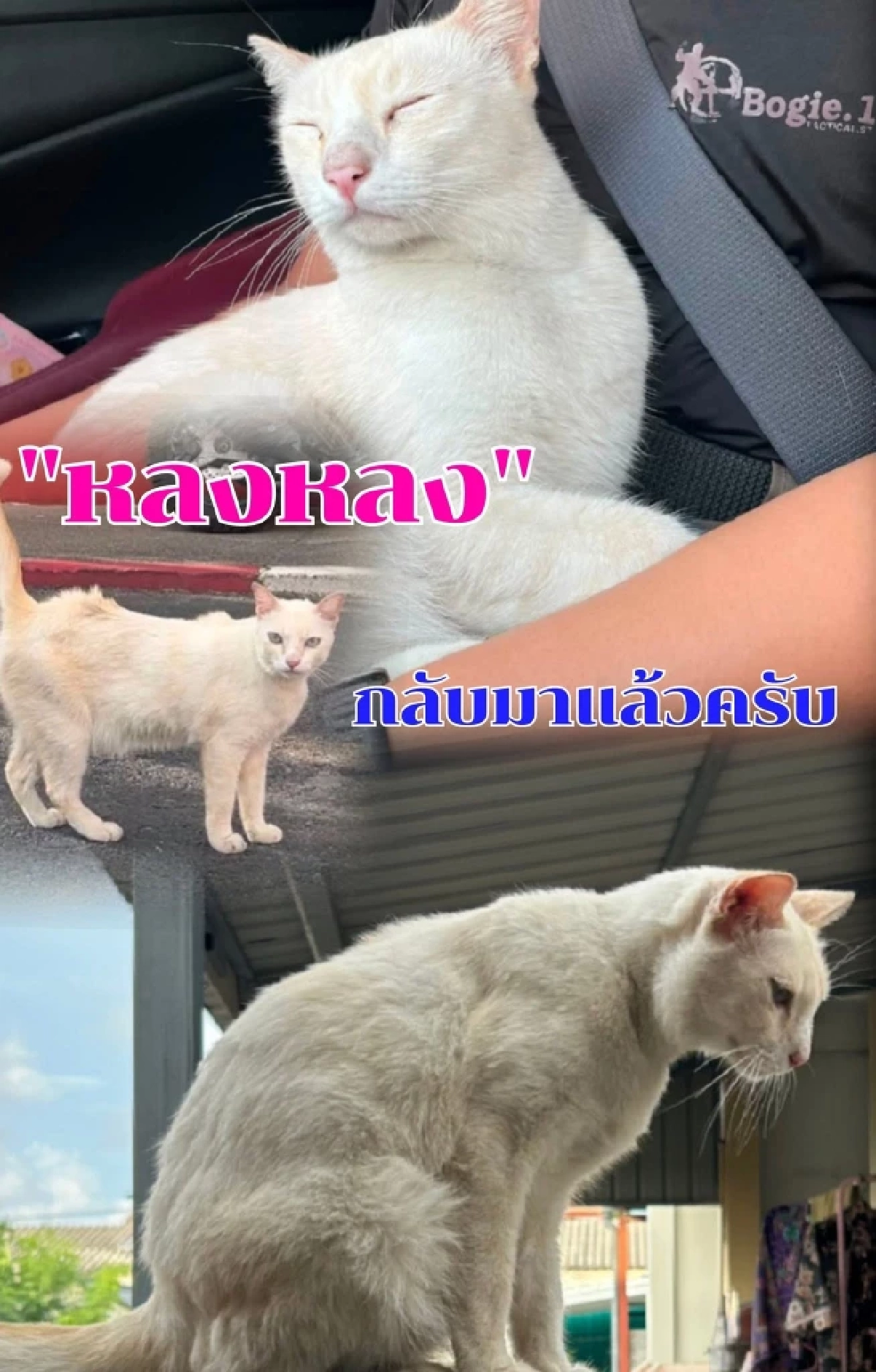 ข่าวดี! เจอตัวแล้ว "น้องหลงหลง" แมว สภ.เชิงทะเล รายงานตัวกลับเข้าปฏิบัติหน้าที่