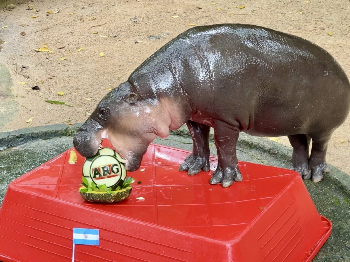 "หมูเด้ง" ฟันธง!  ทำนายผลนัดชิงโลก "สเปน-อาร์เจนตินา" แม่นไม่แม่นว่ากันอีกที!