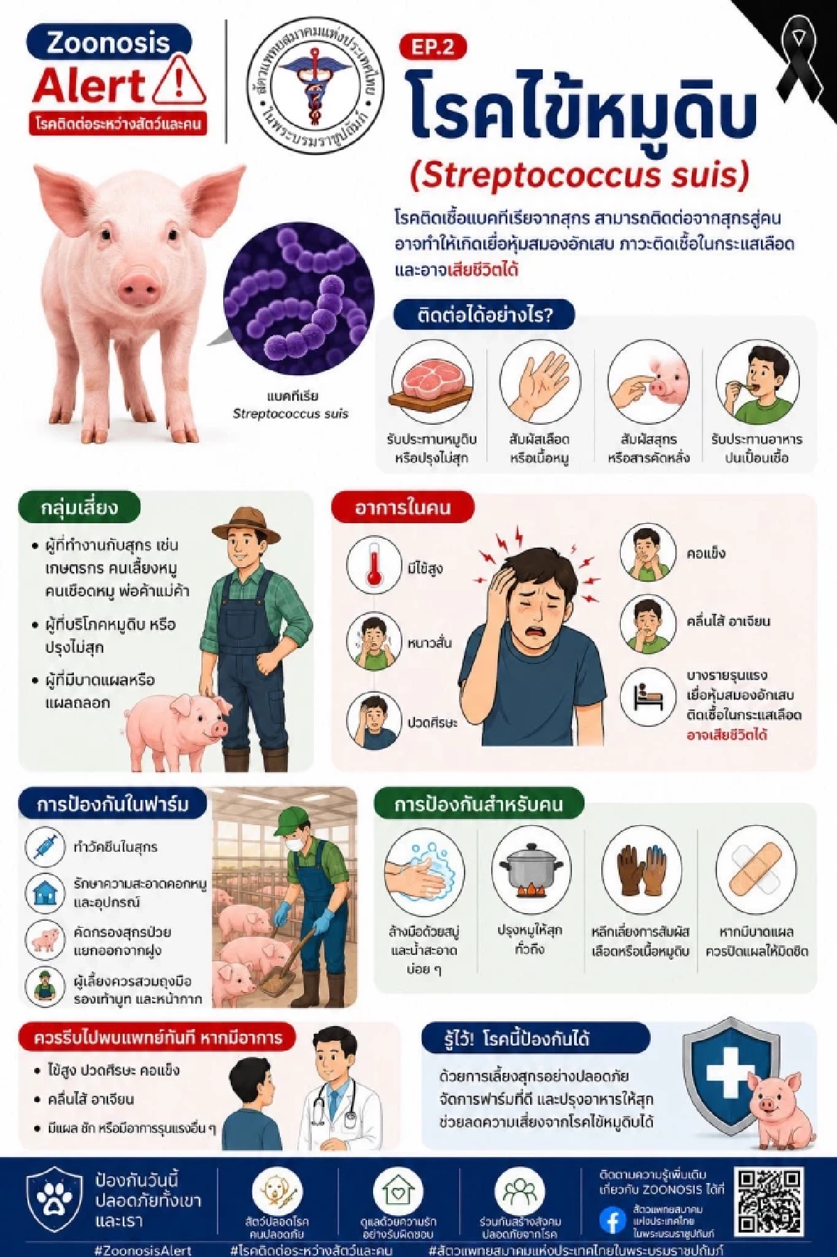 จ.แพร่ พบผู้ป่วยไข้หมูดิบ กว่า 40 ราย เสียชีวิตแล้ว 5 ราย สูงที่สุดใน 8 จังหวัดภาคเหนือ