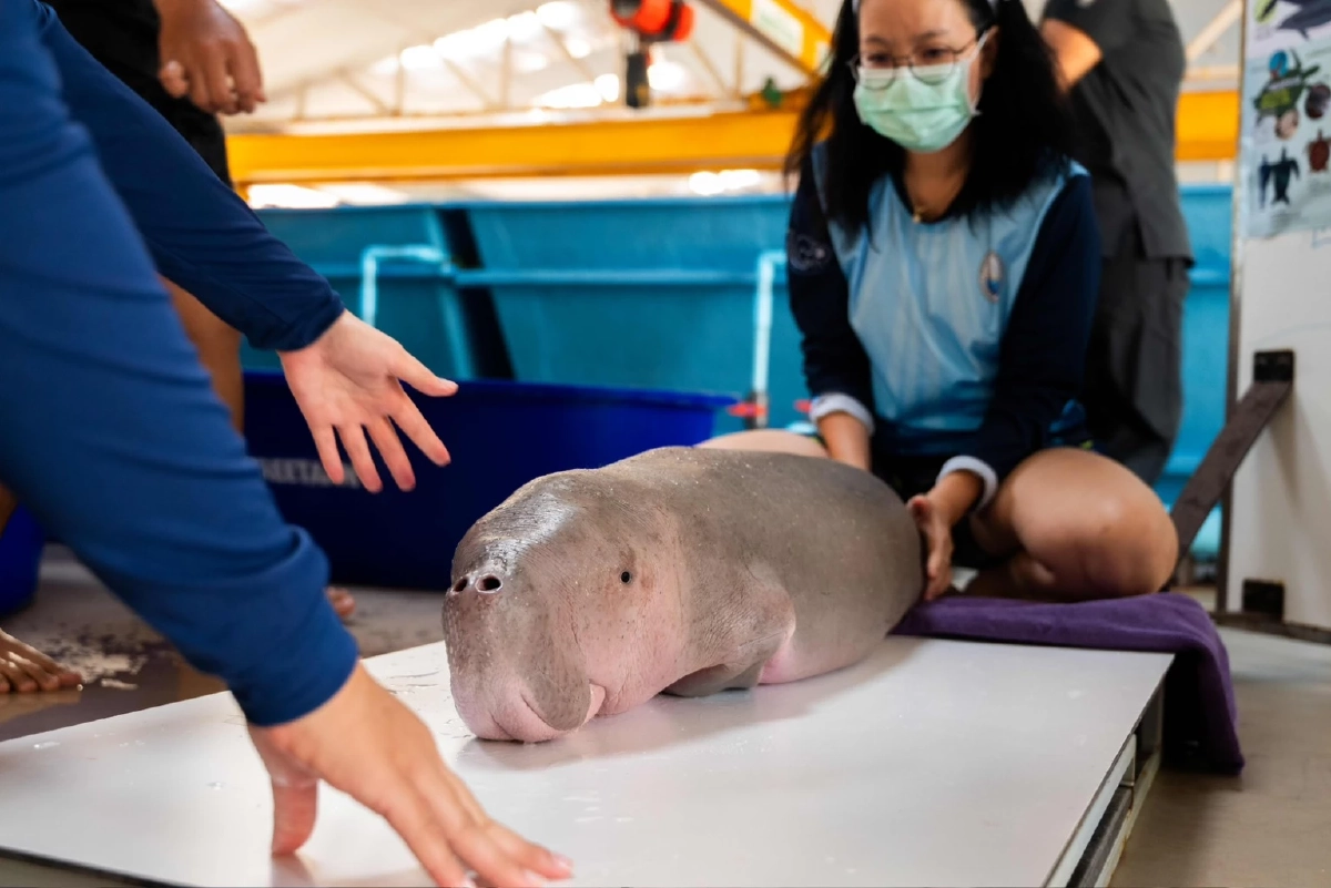 ปิดฉากการยื้อชีวิต… ลูกพะยูนน้อยระนอง จากไปอย่างสงบหลังเผชิญภาวะช็อก