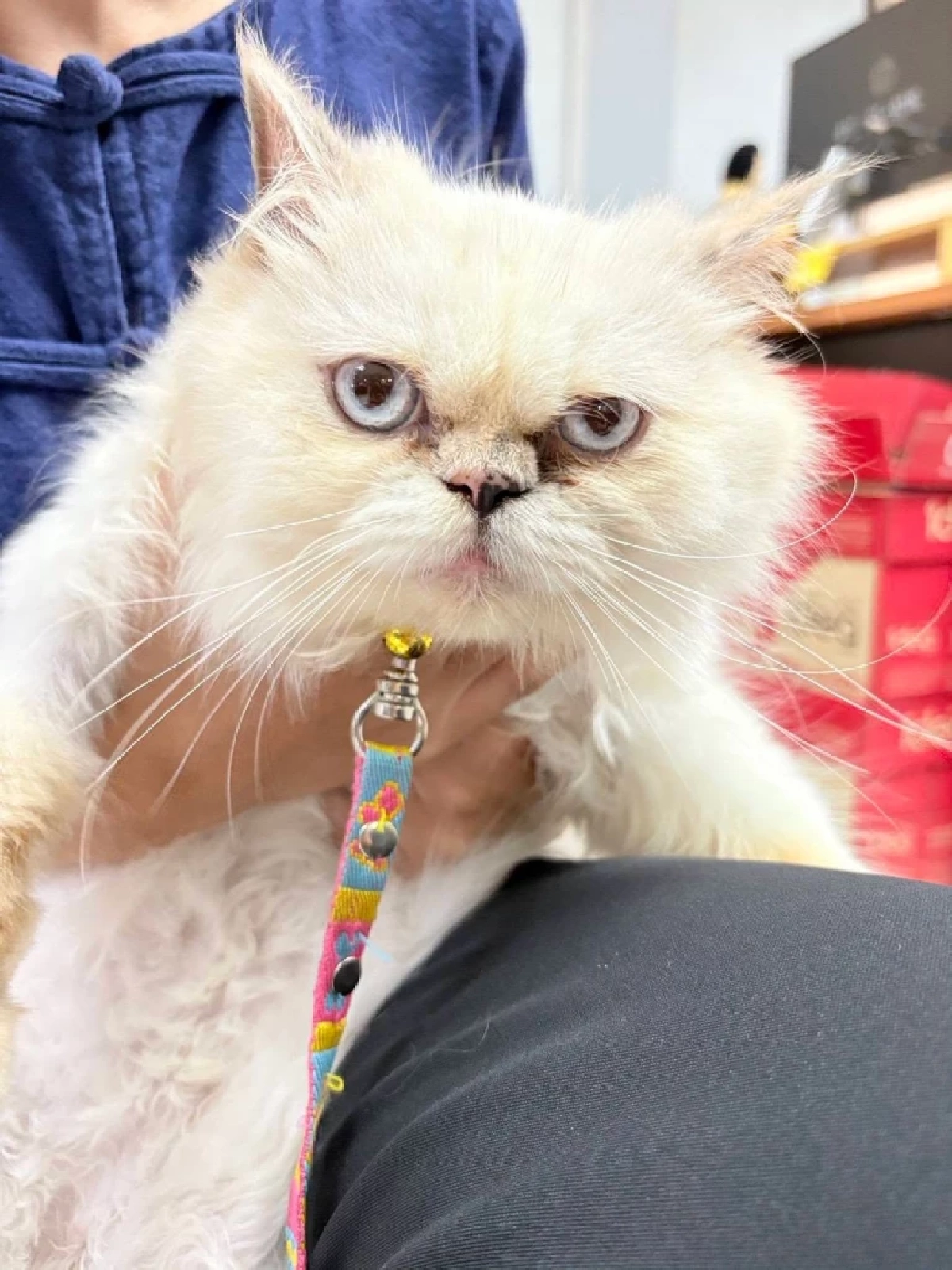 ทต.หนองหอย แจ้งข่าวดี "น้องแมว" พลัดตกจากอุบัติเหตุ ได้บ้านใหม่แล้ว