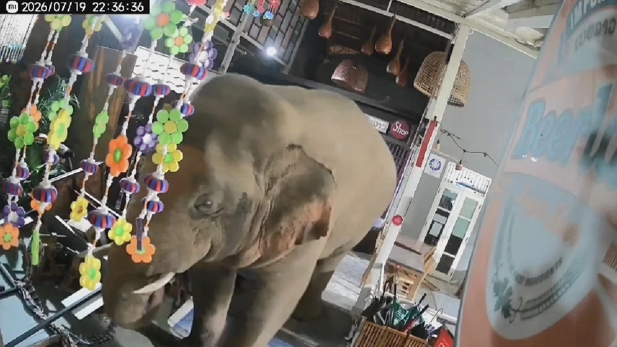 'เบี่ยงเล็ก' ช้างป่าเขาใหญ่ บุกร้านอาหารหาของกิน ข้าวของในร้านพังยับ