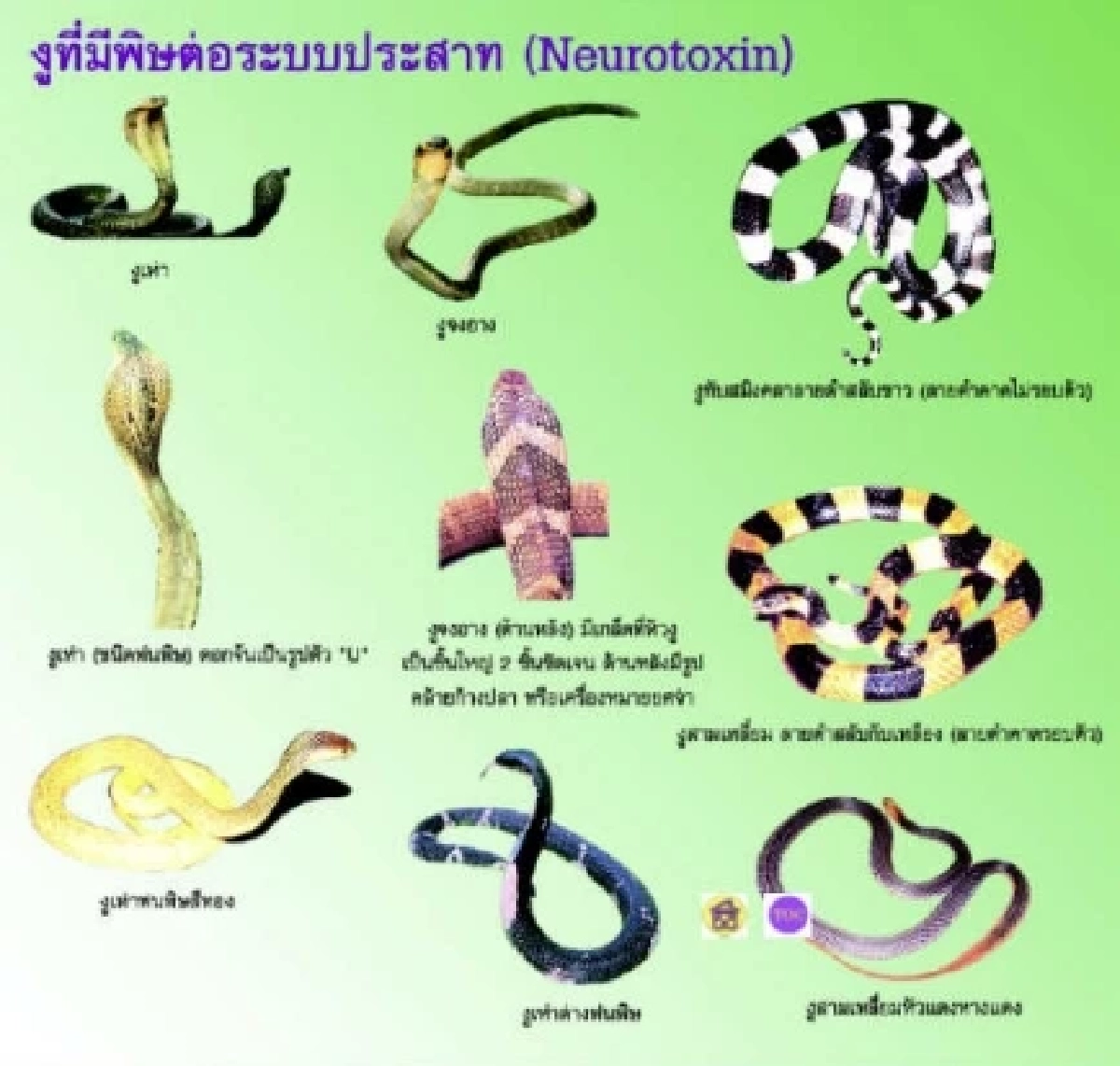 หนุ่มนอนดับปริศนา ญาติพบ “งูทับสมิงคลา” มุมห้อง คาดถูกกัดยามดึก