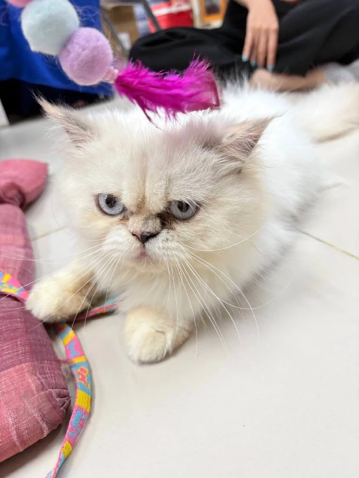 เทศบาลตำบลหนองหอย จ.เชียงใหม่ เปิดรับผู้ประสงค์อุปการะแมว