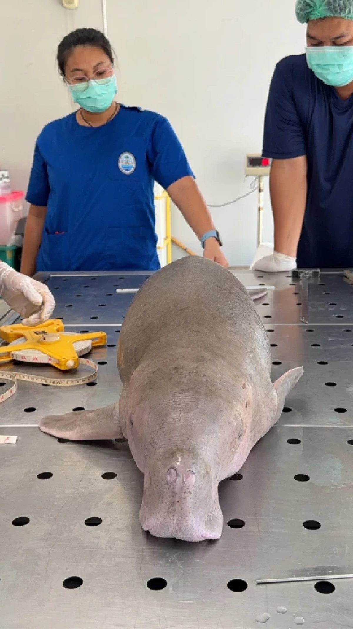 ปิดฉากการยื้อชีวิต… ลูกพะยูนน้อยระนอง จากไปอย่างสงบหลังเผชิญภาวะช็อก