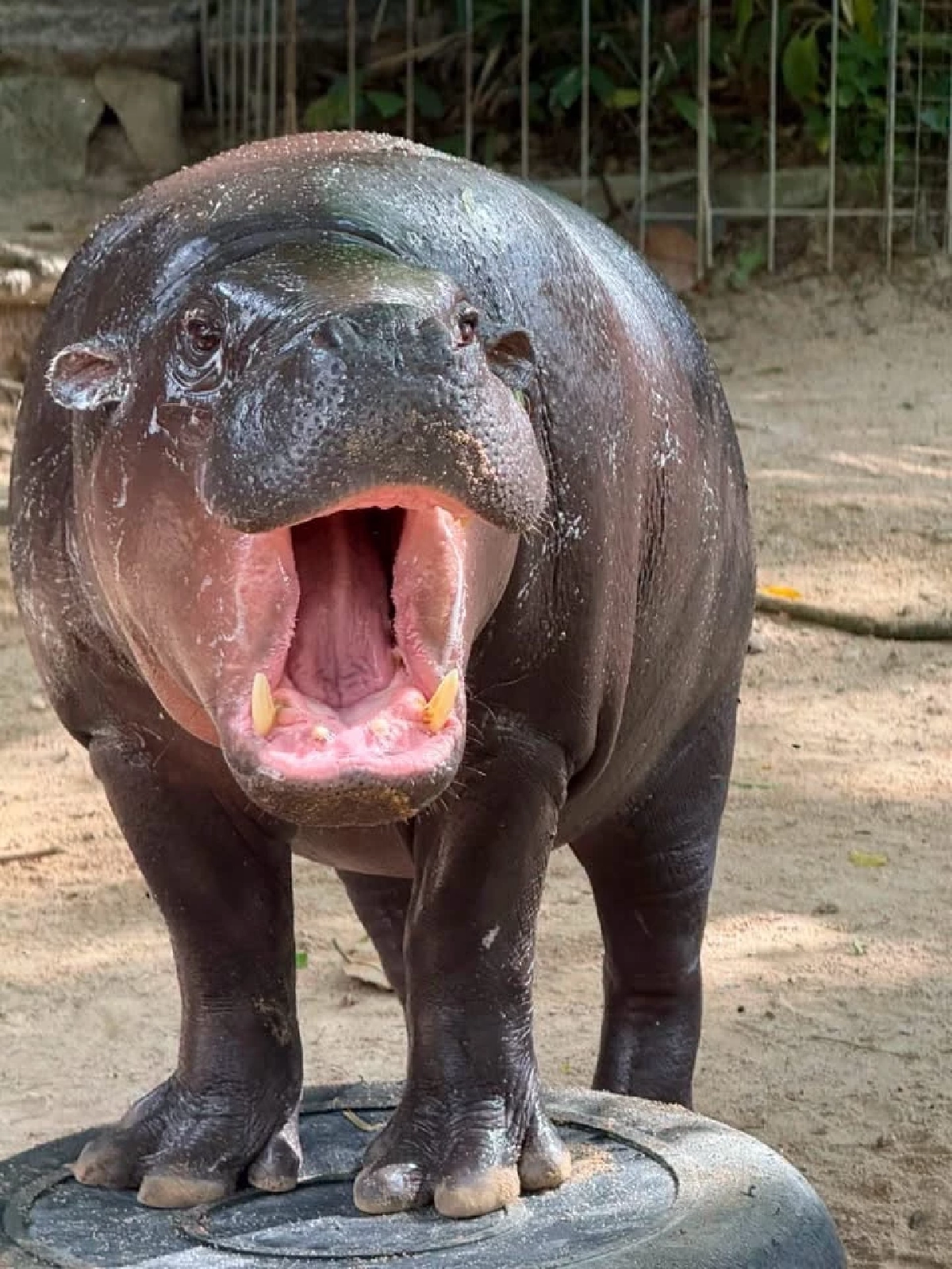 สวนสัตว์เปิดเขาเขียว ชวนฉลองวันเกิด 2 ปี “หมูเด้ง HAPPY เด้ง DAY”