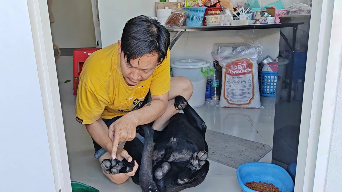 คนใจร้าย! ลากหมาไปตามถนนกว่า 2 กม. จนเลือดโชก แม่ค้าผักช่วยเหลือ เจ้าของมารับไปแล้ว
