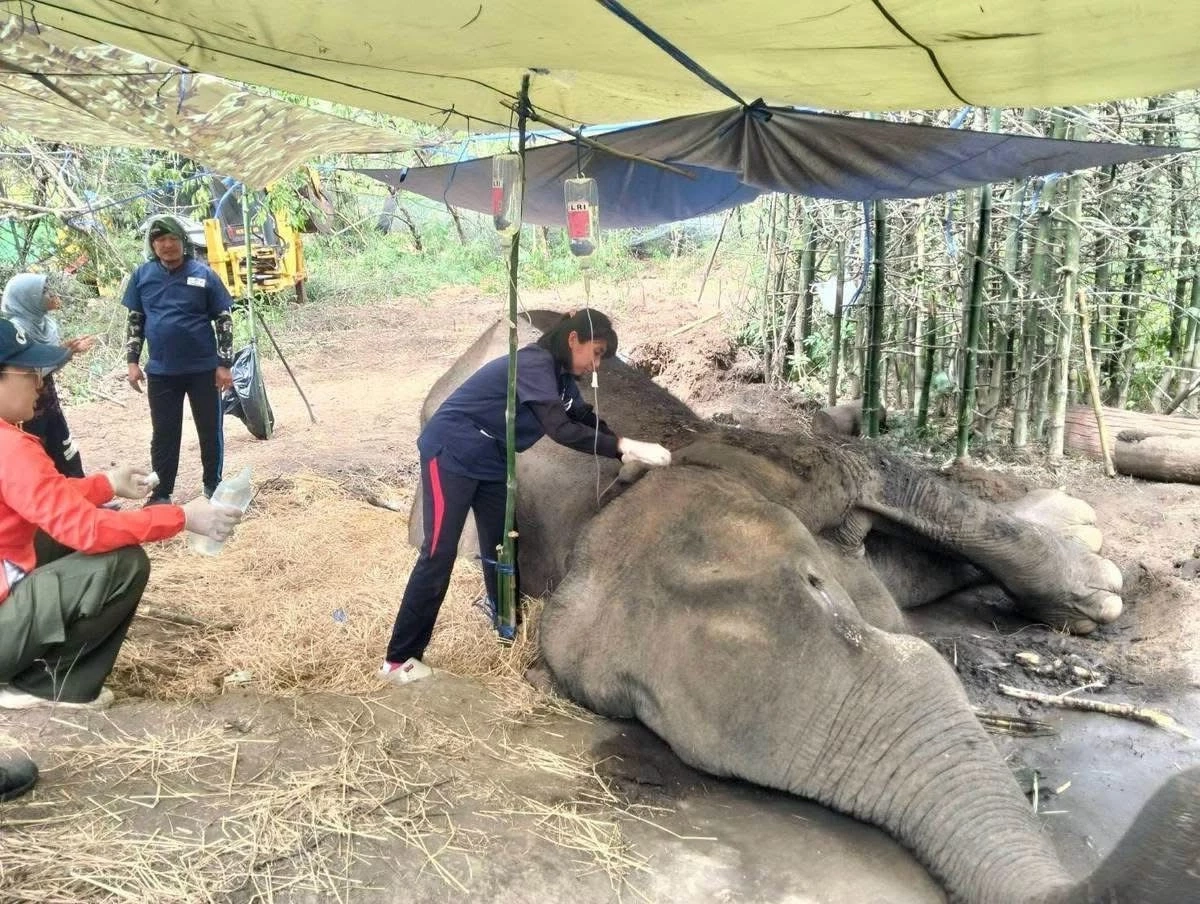 รมว.ทส. ติดตามอาการ "ลูกช้างป่า" พลัดหลง ดูดไม้และหินแทนนมแม่ รอผลตรวจไวรัส