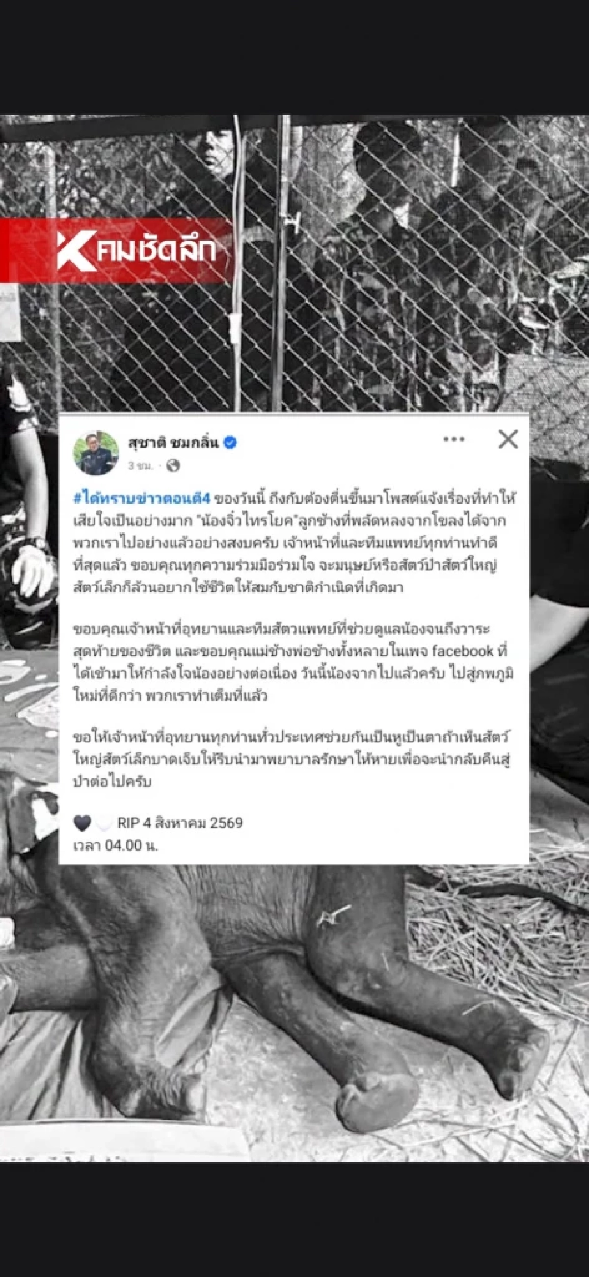 ข่าวเศร้า สุดยื้อ "เจ้าจิ๋วน้อย” ลูกช้างป่าพลัดหลงสิ้นใจแล้ว (มีคลิป)