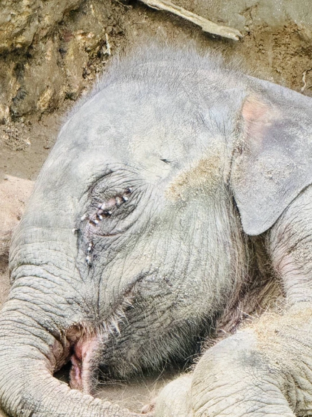 "สุชาติ" สั่งกู้ชีพ "ลูกช้างป่า" พลัดโขลง วิกฤต! แผลเต็มปาก-ตาท้องร่วง เร่งตรวจเชื้อ EEHV