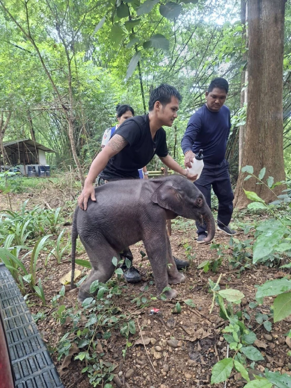 "สุชาติ" สั่งกู้ชีพ "ลูกช้างป่า" พลัดโขลง วิกฤต! แผลเต็มปาก-ตาท้องร่วง เร่งตรวจเชื้อ EEHV