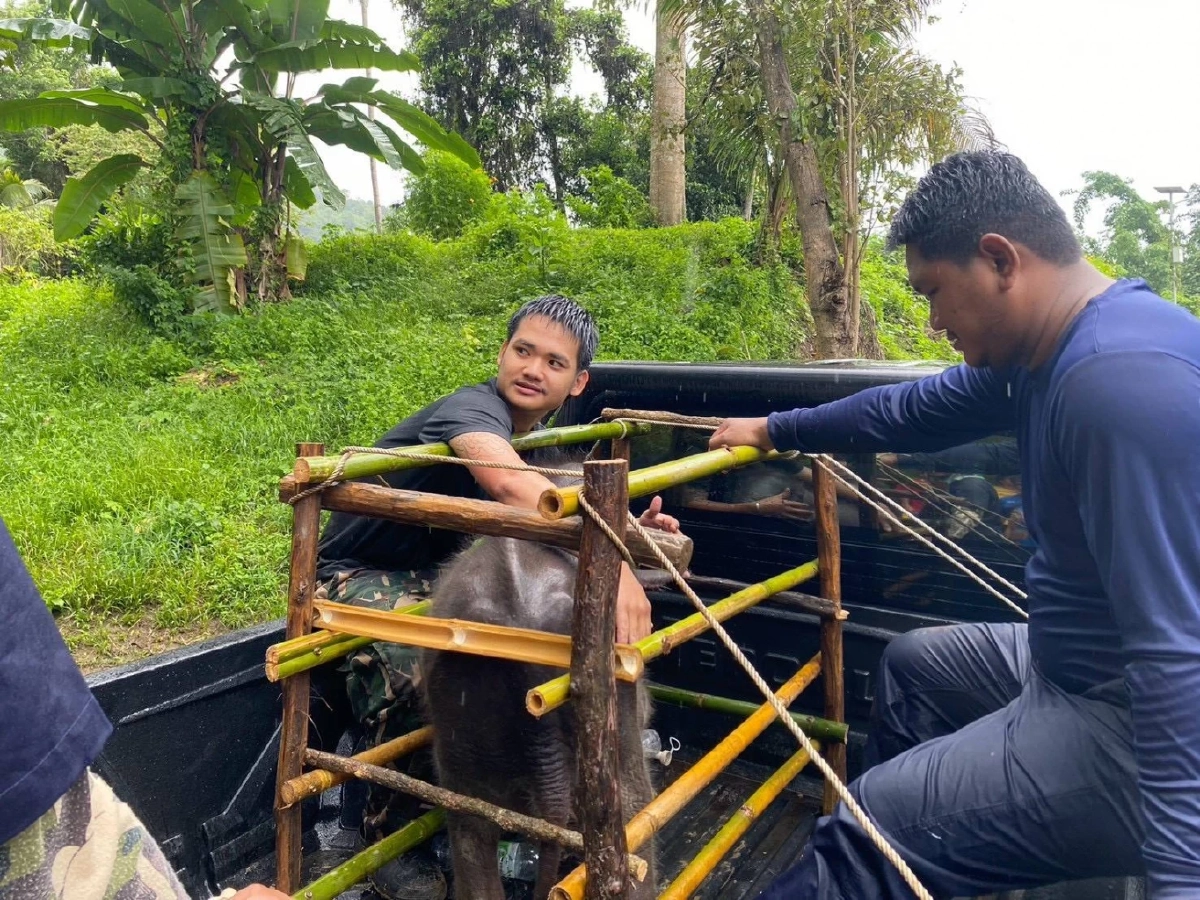 "สุชาติ" สั่งกู้ชีพ "ลูกช้างป่า" พลัดโขลง วิกฤต! แผลเต็มปาก-ตาท้องร่วง เร่งตรวจเชื้อ EEHV