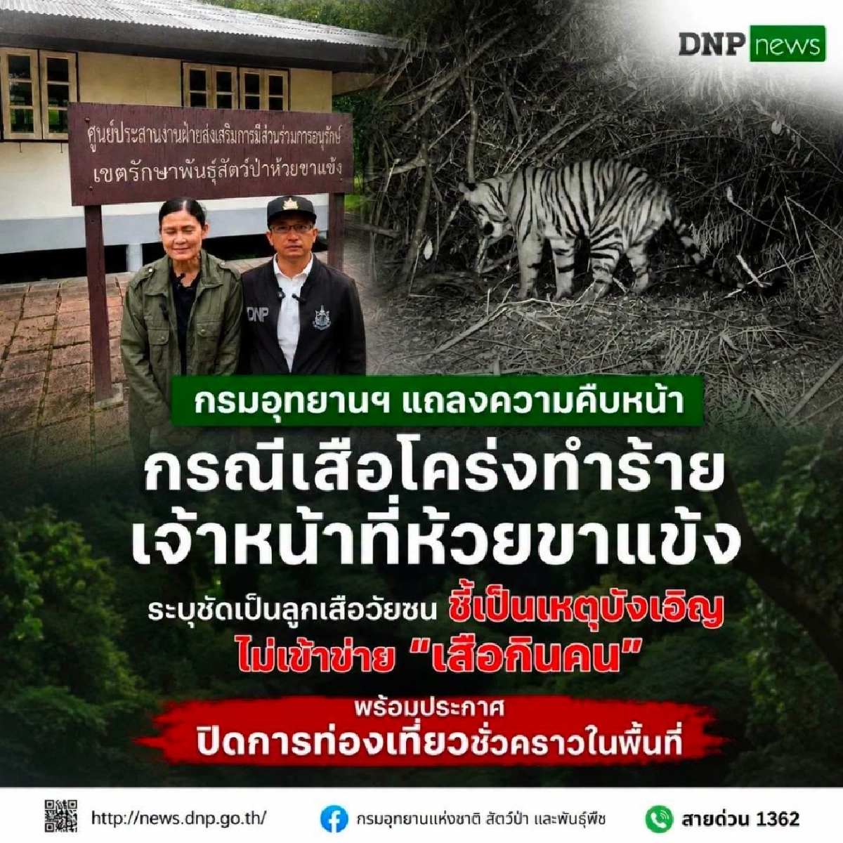 เปิดภาพ "เสือโคร่ง" ทำร้าย จนท.ห้วยขาแข้ง ไม่เข้าข่าย​ "เสือกินคน"