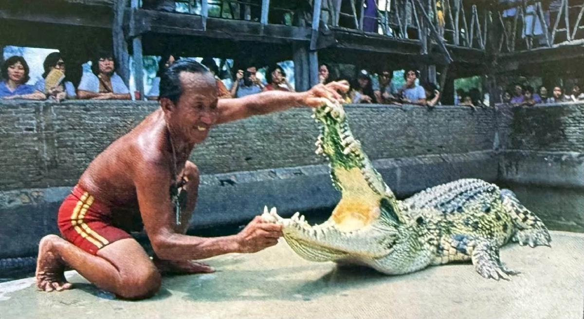ภาพอดีตหาดูยาก "ฟาร์มจระเข้สมุทรปราการ" จากไวรัลล้านวิว! นั่งดูโชว์คนเดียว