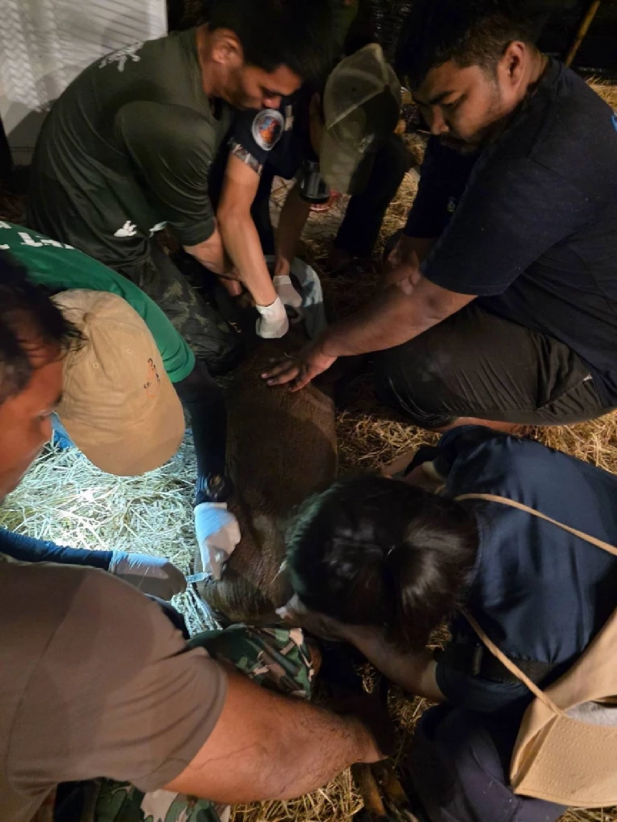 "กวาง" ยืนแช่น้ำจนสิ้นใจ สังเวย 6 "สุชาติ" สั่งเร่งอพยพรอดหวุดหวิด 10 ชีวิต