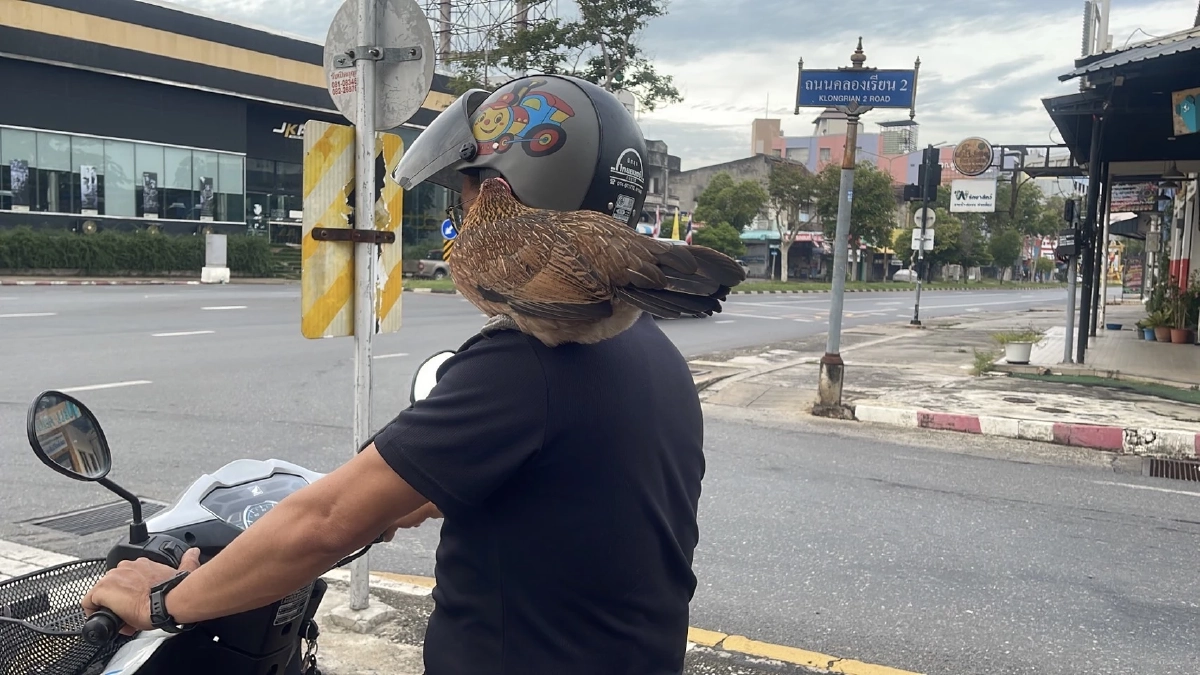 เอ็นดู! "น้องบุญลอย" ไก่ป่าแสนรู้ เกาะไหล่เจ้าของแว้นไป "ใส่บาตร" ทุกเช้า