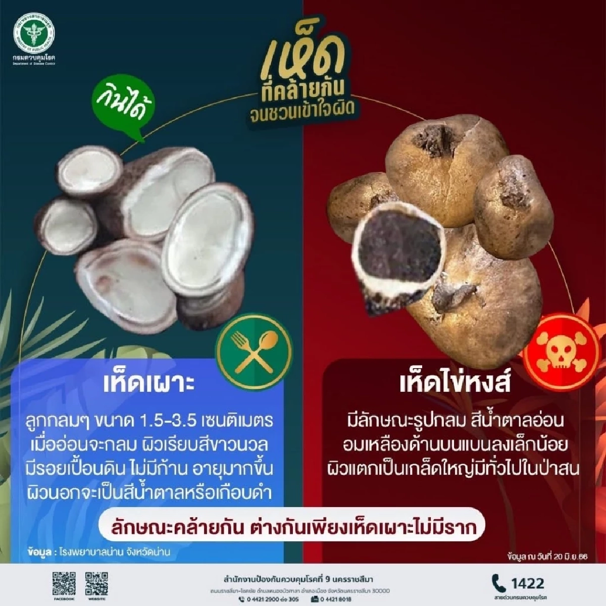 เตือนภัยหน้าฝน! ระวัง "เห็ดพิษ" ดอกตูมแยกยากด้วยตาเปล่า ปี 69 ป่วยแล้วกว่า 300